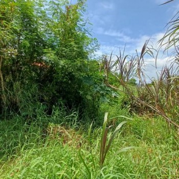 ขายที่ดิน 198 ตร.ว. ถนนสุขุมวิท 107 ซอยแบริ่ง 58 แยก 6 อยู่ด้านหลัง รร.เซนโยเซฟบางนา