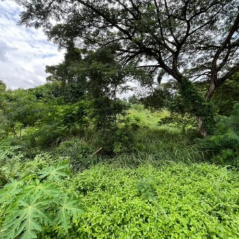 ที่ดินผืนงามติดแม่น้ำป่าสัก 11 ไร่เศษ ต.บ้านป่า อ.แก่งคอย จ.สระบุรี