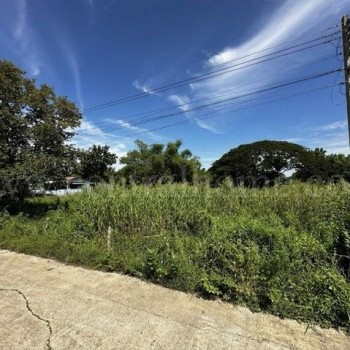 ที่ดิน บ้านปทุม สามโคก ทำเลดี ติดถนนสาธารณะ ถมแล้ว ใกล้ความเจริญ