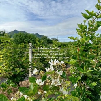 DSL-838 ขาย ที่ดิน ขายที่ดิน พร้อมกิจการฟาร์มเกษตร 26 ไร่ ใกล้วัดพระขาว ปากช่อง นครราชสีมา ราคา 60 ล